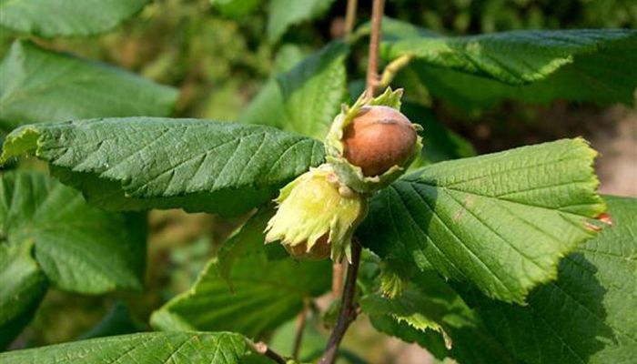 Avellanos. Origen, Descripción, Cultivo, Cuidados, Propiedades