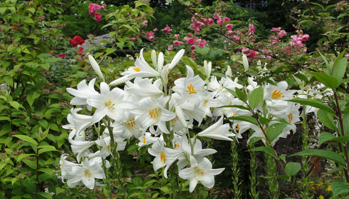 Azucena (Lilium Candidum). Origen, Características, Variedades, Cultivo, Cuidados Y Usos