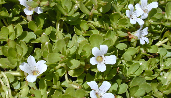 Bacopa. Origen, Descripción, Cultivo, Cuidados, Propiedades