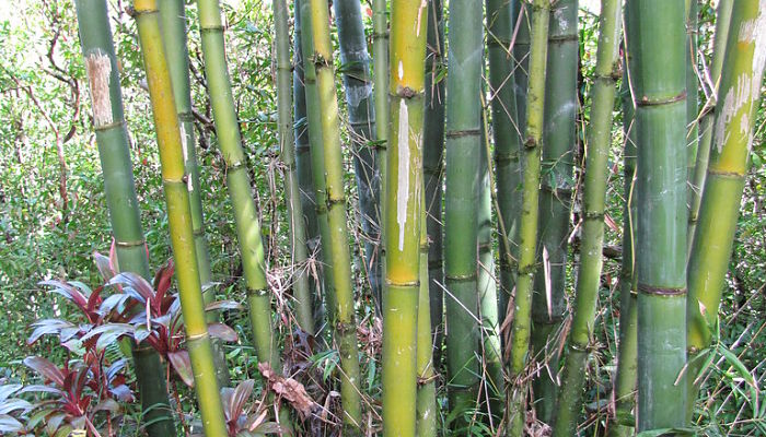 Bambú Gigante. Origen, Descripción, Cultivo, Cuidados, Propiedades.