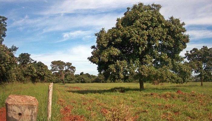 Barú. Origen, Nombres, Taxonomía, Importancia Económica Y Usos