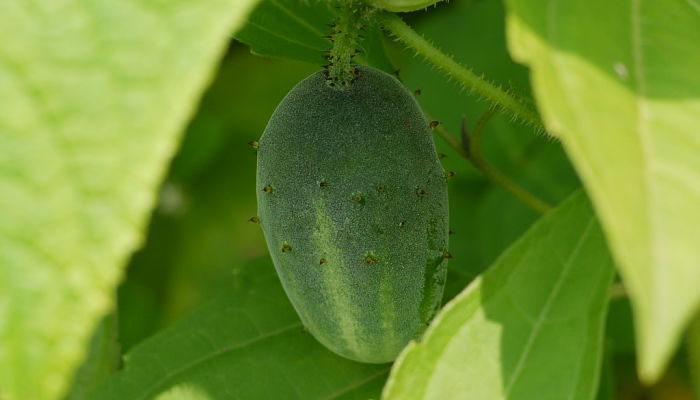 11 Beneficios Y Propiedades Del Árbol Del Pepino