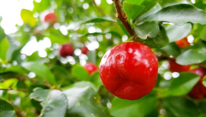 10 Beneficios Y Propiedades De La Acerola