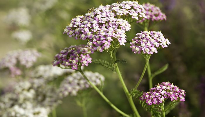 11 Beneficios Y Propiedades De La Achillea.