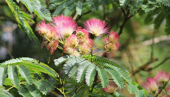 10 Beneficios Y Propiedades De La Albizia