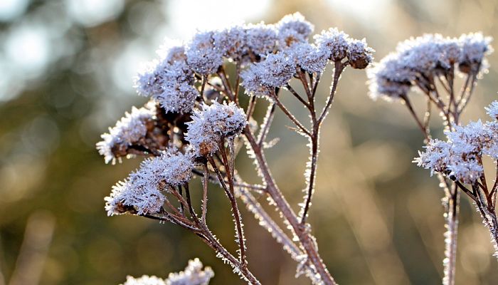 13 Beneficios Y Propiedades De La Angelica