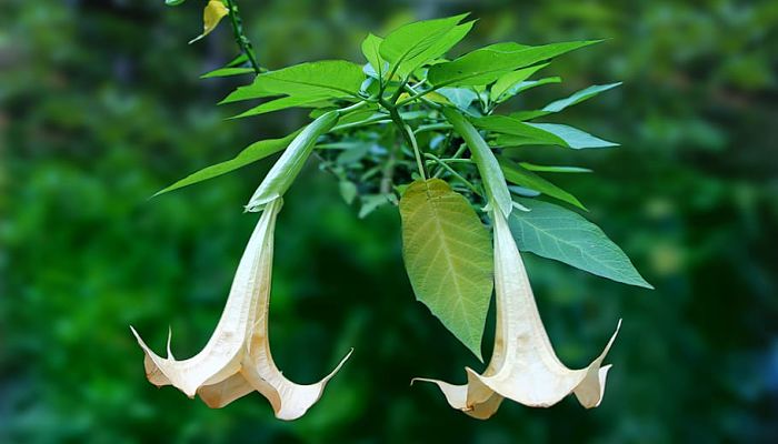 10 Beneficios Y Propiedades De La Brugmansia