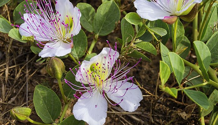 9 Beneficios Y Propiedades De La Cabriola