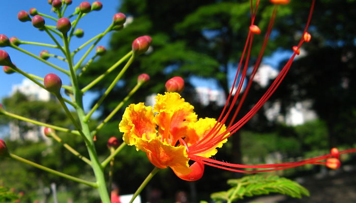 10 Beneficios Y Propiedades De La Caesalpinia