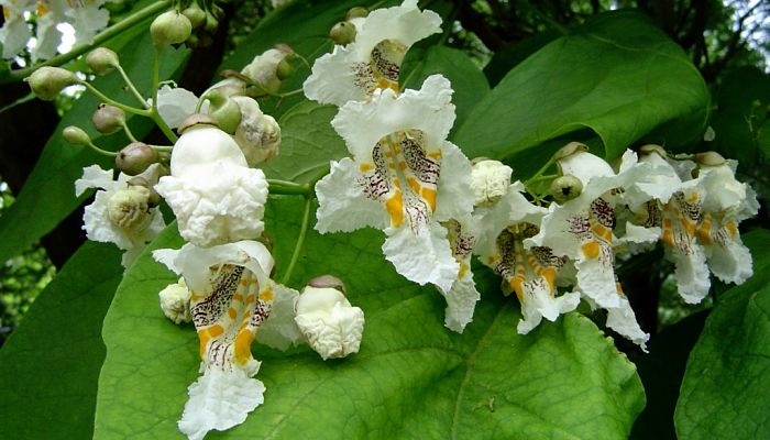 10 Beneficios Y Propiedades De La Catalpa