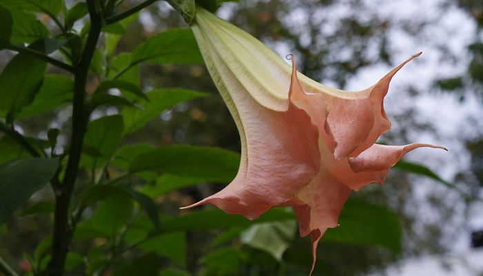 10 Beneficios Y Propiedades De La Datura