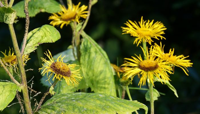 10 Beneficios Y Propiedades De La Enula