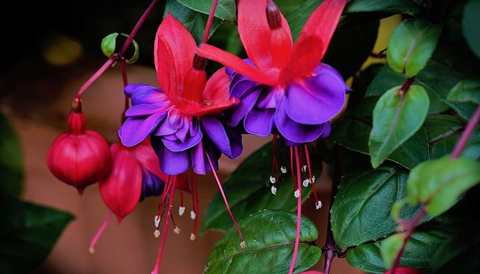 7 Beneficios Y Propiedades De La Fuschia