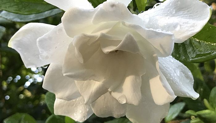 14 Beneficios Y Propiedades De La Gardenia