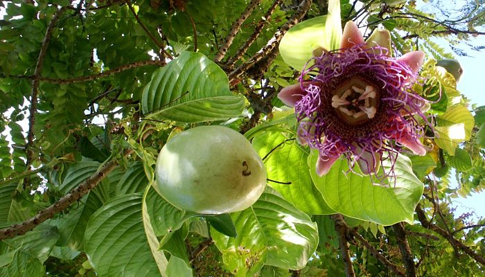 9 Beneficios Y Propiedades De La Granadilla Cimarrona