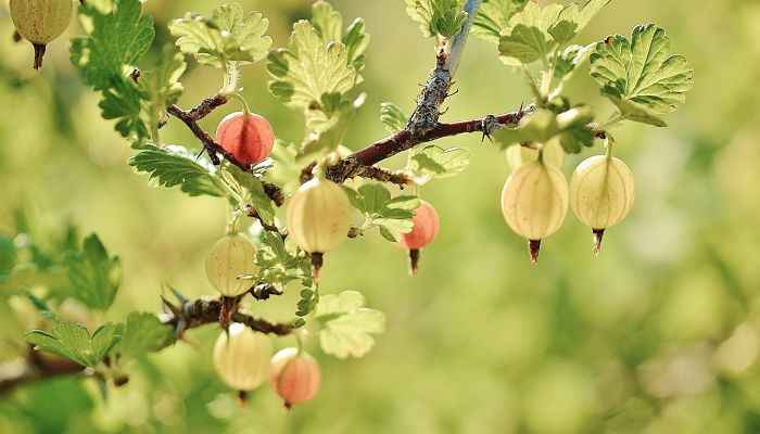 9 Beneficios Y Propiedades De La Grosella Europea