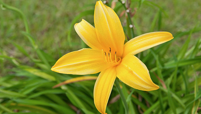 11 Propiedades Y Beneficios De La Hemerocallis