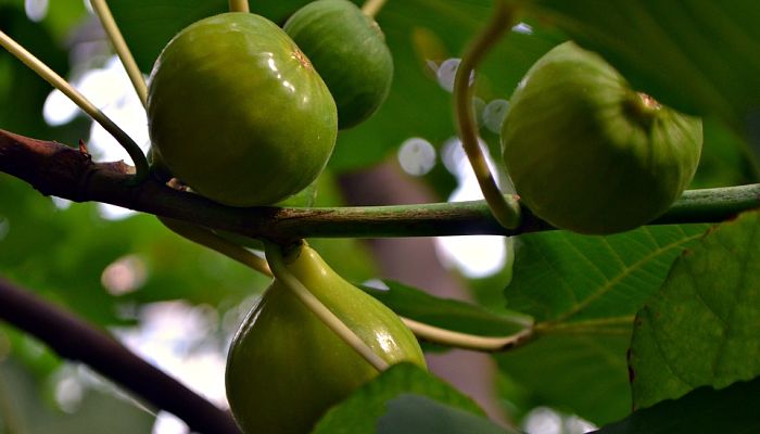 Beneficios Y Propiedades De La Higuera