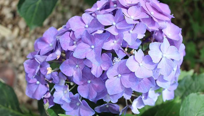 5 Beneficios Y Propiedades De La Hortensia