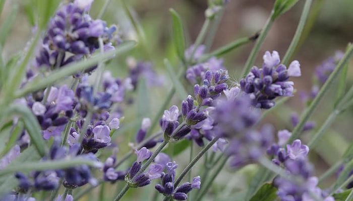 12 Beneficios Y Propiedades De La Lavanda