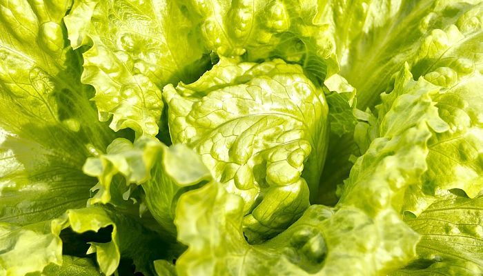 15 Beneficios Y Propiedades De La Lechuga