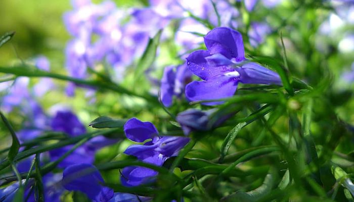 10 Beneficios Y Propiedades De La Lobelia