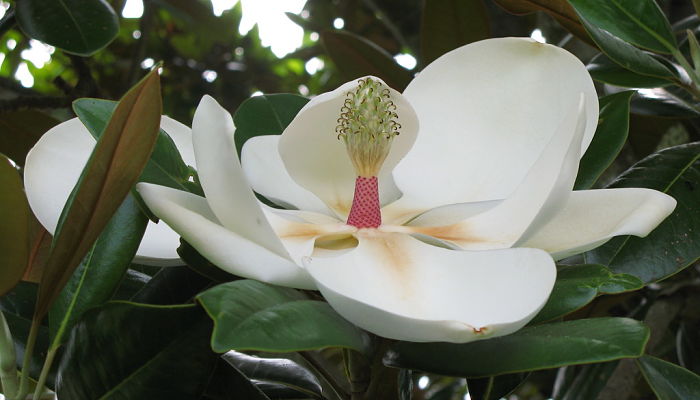 9 Propiedades Y Beneficios De La Magnolia