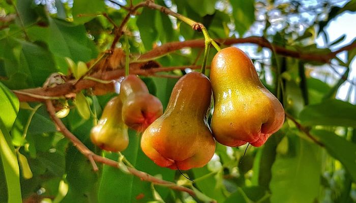 11 Beneficios Y Propiedades De La Manzana Rosa