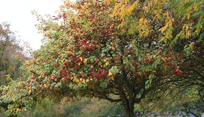 Beneficios Y Propiedades De La Manzana Silvestre