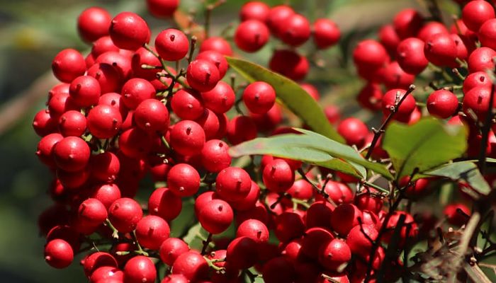 5 Beneficios Y Propiedades De La Nandina