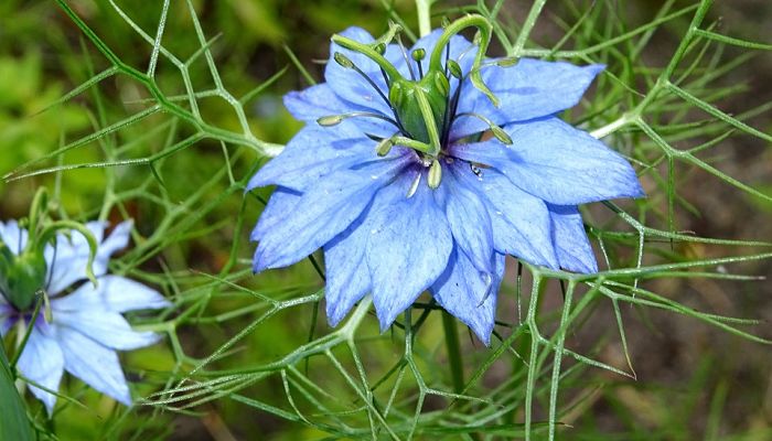 14 Beneficios Y Propiedades De La Nigella