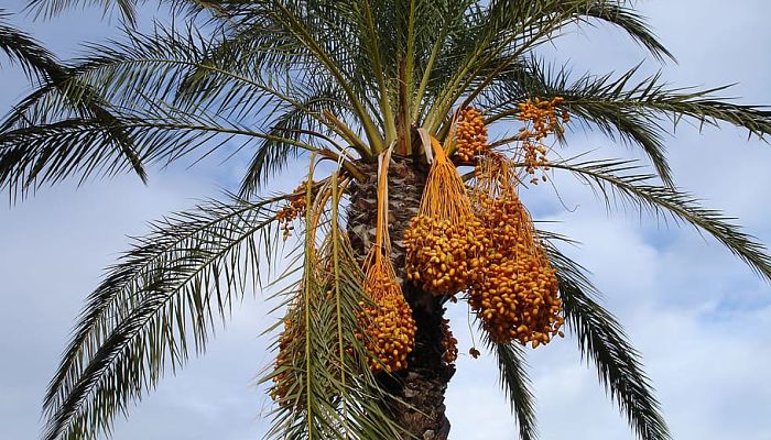 8 Beneficios Y Propiedades De La Palmera Datilera