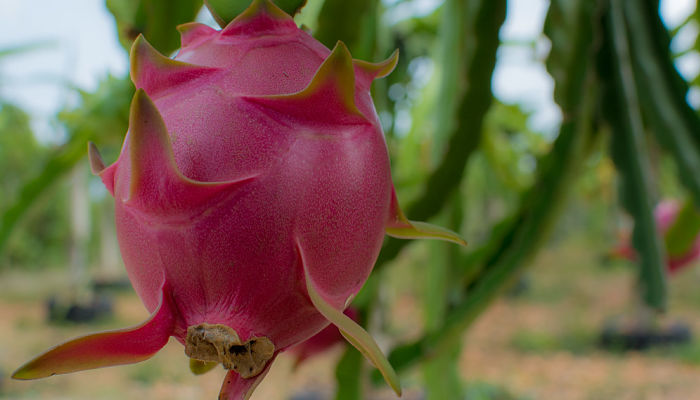 10 Beneficios Y Propiedades De La Pitahaya