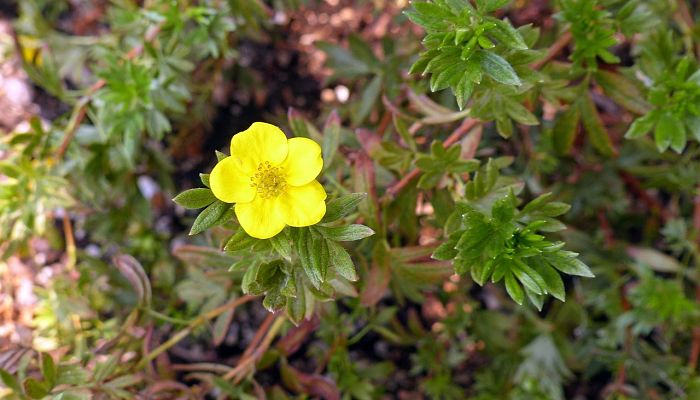 9 Beneficios Y Propiedades De La Potentilla