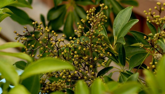 5 Beneficios Y Propiedades De La Schefflera