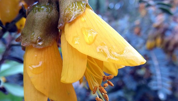 10 Beneficios Y Propiedades De La Sophora.