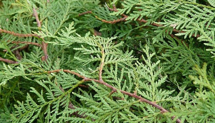 10 Beneficios Y Propiedades De La Thuja Occidentalis