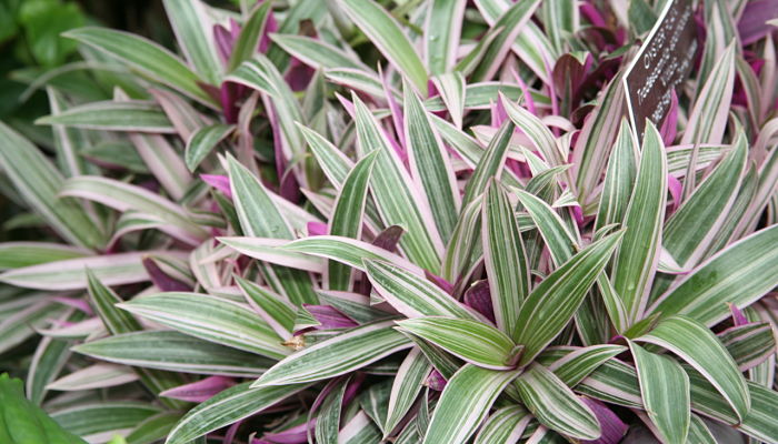 9 Beneficios Y Propiedades De La Tradescantia