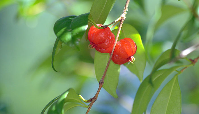 7 Beneficios Y Propiedades De Las Cerezas De Cayena