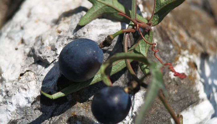 8 Beneficios Y Propiedades De Los Frutos De Pasionaria