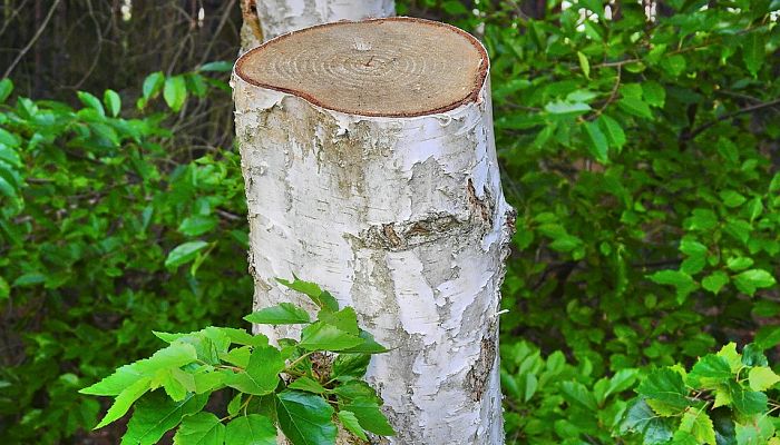 13 Beneficios Y Propiedades Del Abedul.