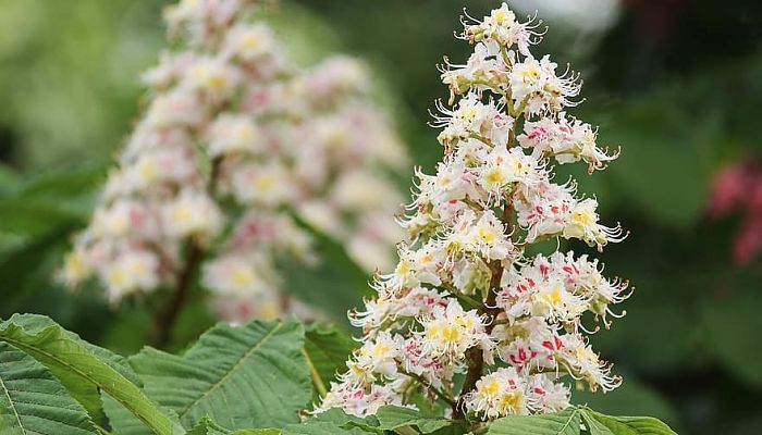 10 Beneficios Y Propiedades Del Aesculus