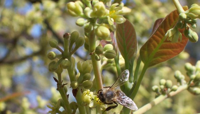 6 Beneficios Y Propiedades Del Aguacatillo