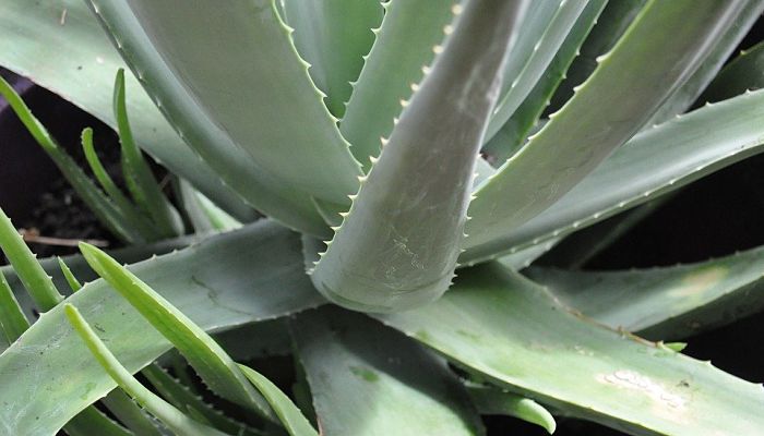 10 Propiedades Y Beneficios Del Aloe