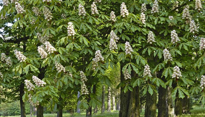 5 Beneficios Y Propiedades Del Árbol De La Castaña