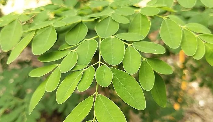 10 Beneficios Y Propiedades Del Árbol De La Vida