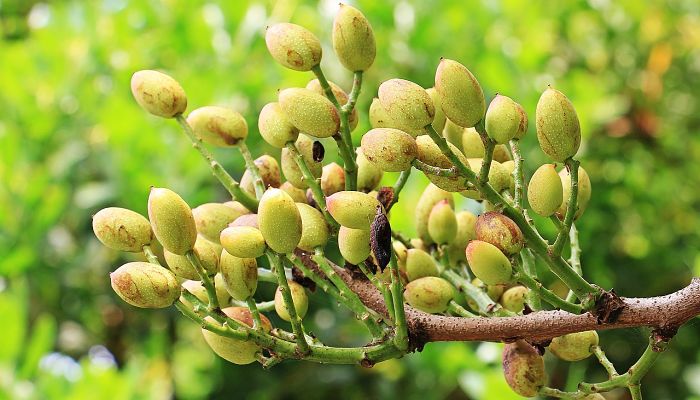 10 Beneficios Y Propiedades Del Árbol De Los Pistachos