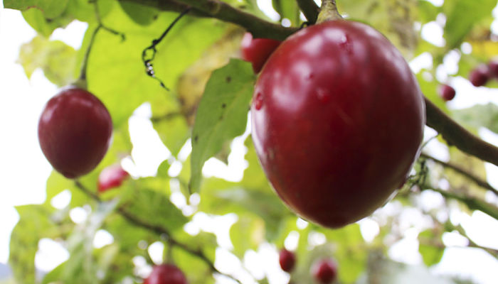 10 Propiedades Y Beneficios Del Árbol De Los Tomates