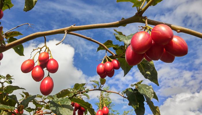 11 Beneficios Y Propiedades Del Árbol Del Tomate