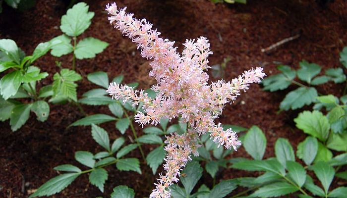 9 Beneficios Y Propiedades Del Astilbe